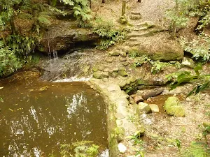 Dammed Pool on the Pines Walking track