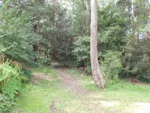 Follow the bush track