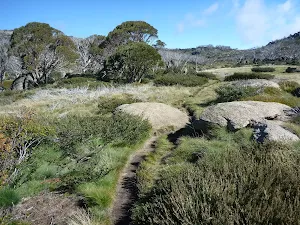 Scattering of boulders and snow gums