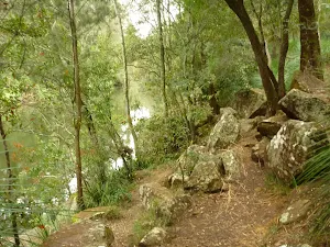 Track south of Berowra Creek campsite