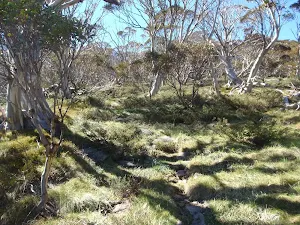 winding up through the snowgums
