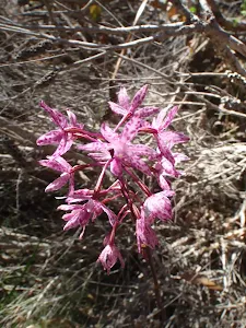 Dipodium punctatum (Hyacinth orchid)