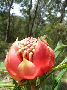 Waratah near the base of the Korrowall Knife-edge