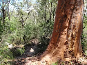Big red gum on Warri Warri Track