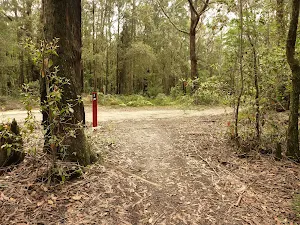 Looking at German Point Rd in the Watagans