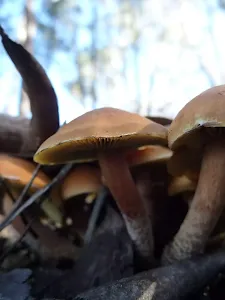 Mushrooms on the Cascade Trail