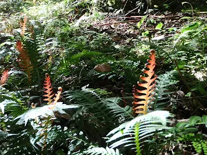 Red ferns