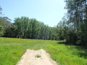 Clearing at the intersection of the Simpsons Track and the old Ten Mile Hollow Road