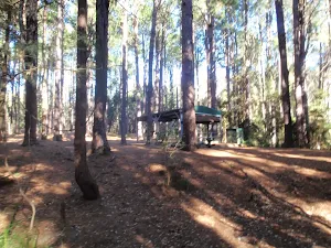 Pines picnic area in the Watagans