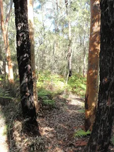 Walking among the trees at the top of the ridge
