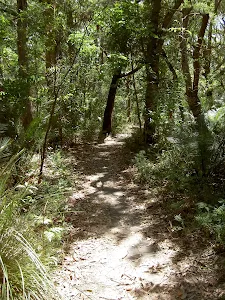 Track through the bush