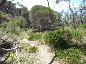 Track behind North Tura dunes