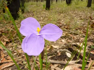 Patersonia sericea flower in the Watagans