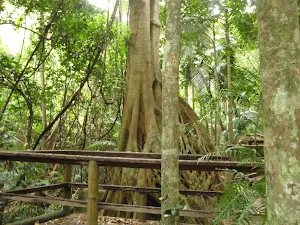 Strangler Fig and platform
