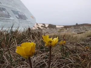 Wildflowers
