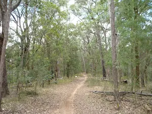 Turners Road Olney State Forest