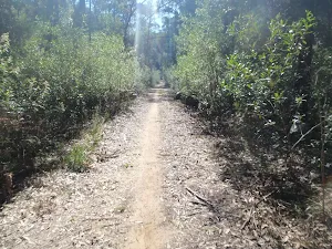 Overgrown section of the Old Great North Road