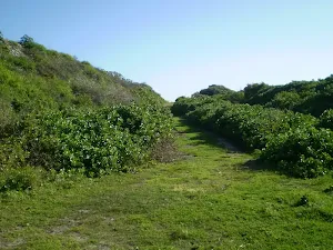 Grassy track near Maroubra Bay