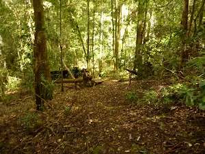 Track in the Watagans