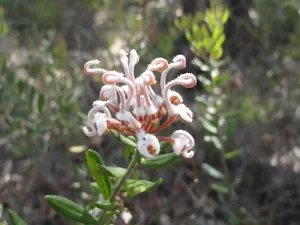 Grey Spider Flower (Grevillea Buxifolia)