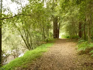 Berowra Creek beside campsite