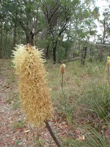 Banksia