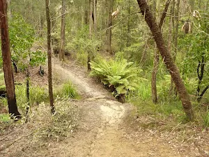 Track and creek on the way to Abbotts Falls in the Watagans