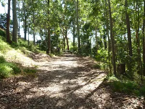 Trail through forest with houses nearby in blackbutt Reserve
