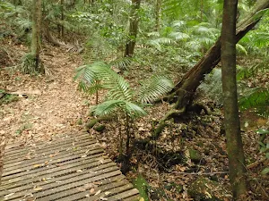 Ferns in gully