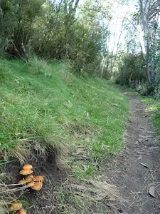 Variety for flora along the trail