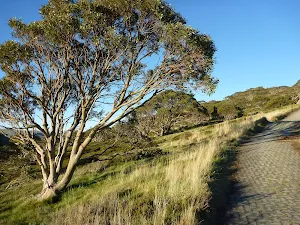 Snow gum on Main Range Track