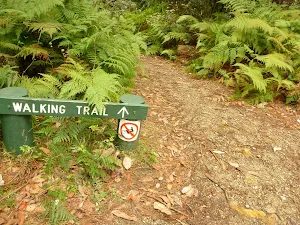 Track and track marker in pines camping ground in the Watagans