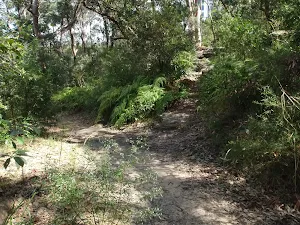 Great North Walk near Epping Road