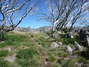 Walking up through the dead snow gums
