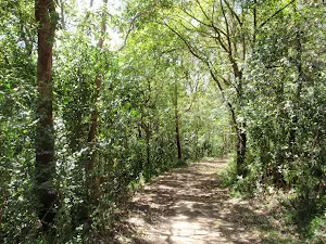 White St Rainforest loop