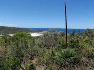 Grass Tree Track