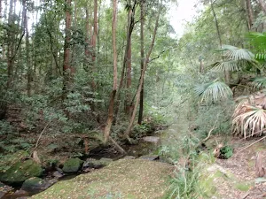 Bellbird Trail Narara crossing