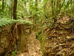 Timber post and track close to Muirs Lookout in the Watagans