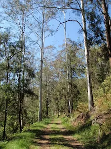 Tall gums