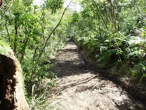 Track around Bradleys Head