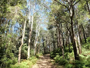 Climbing gently through the forest