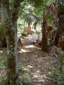 Track through palms