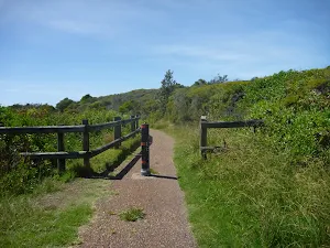 Timber fence and sealed track near Caves Beach Road in Caves Beach