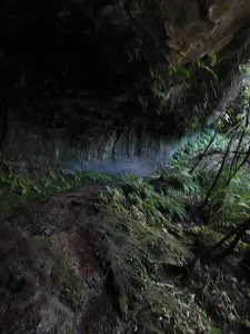 Lyrebird Dell