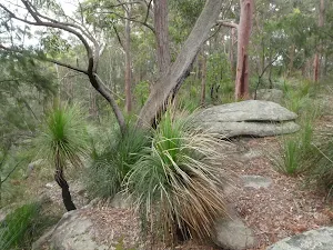 Grass trees and rocks dominate the ridge