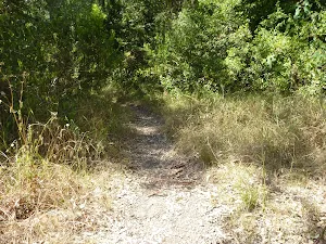 Track away from Green Point by Lake Macquarie