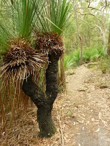 Grass tree north of Galston Gorge Trackhead