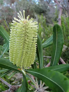 Banksia