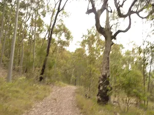 Track through forest near Mt Sugarloaf