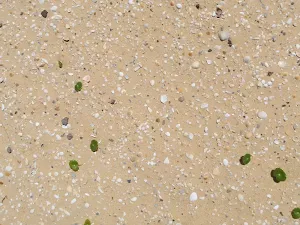 Shells in sand Wallagoot Beach